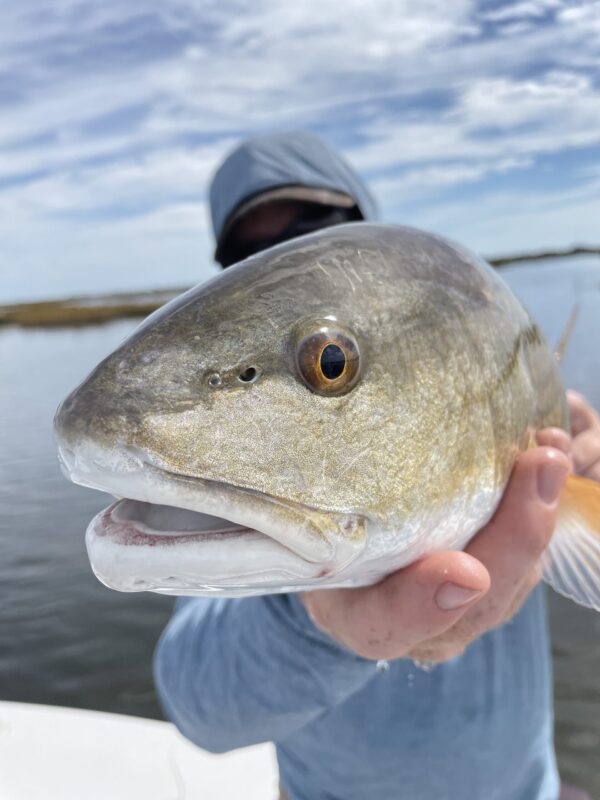 Hosted Travel - Texas Redfish