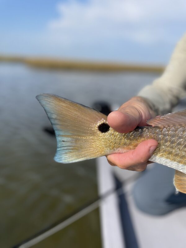 Hosted Travel - Texas Redfish - Image 19