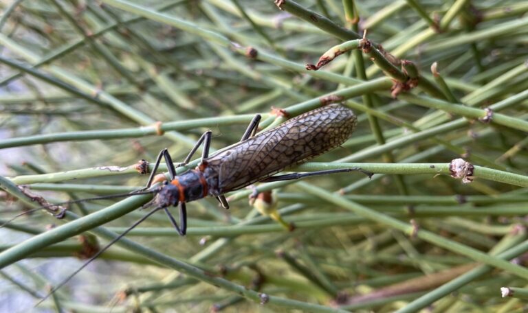 Salmon Fly, Stonefly