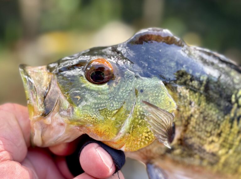 Peacock Bass Eye to Eye