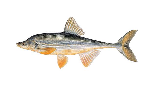 Bonytail Chub