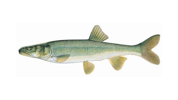 Colorado Pikeminnow