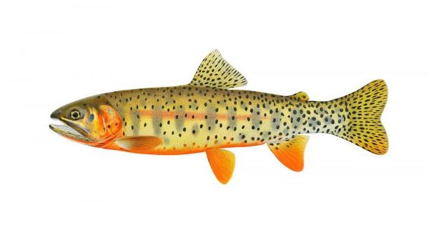 Colorado River Cutthroat Trout
