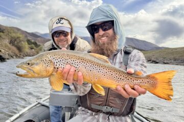 Brown Trout on the Colorado River