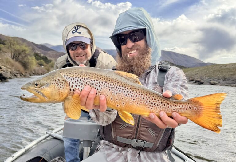 Brown Trout on the Colorado River