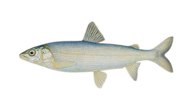 Mountain Whitefish