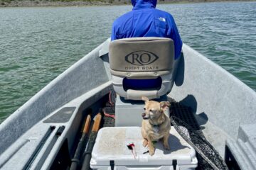 Boat Dogs