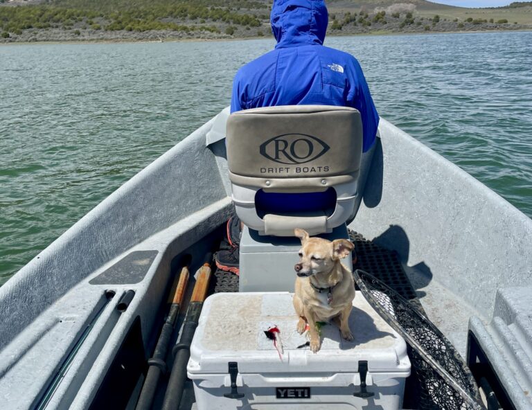 Boat Dogs
