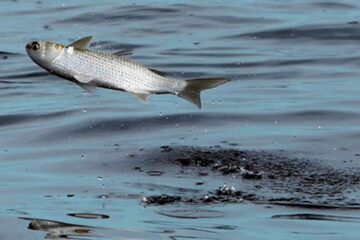 Jumping Mullet