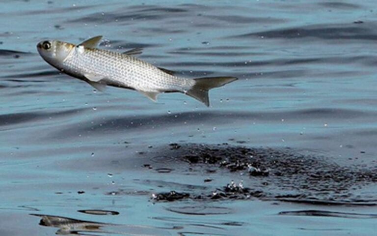 Jumping Mullet